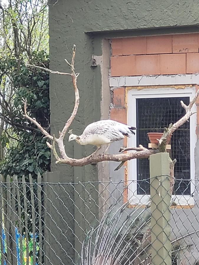 Maerchenhaft Urlauben Auf Dem Alpakahof Apartamento Rambow Exterior foto