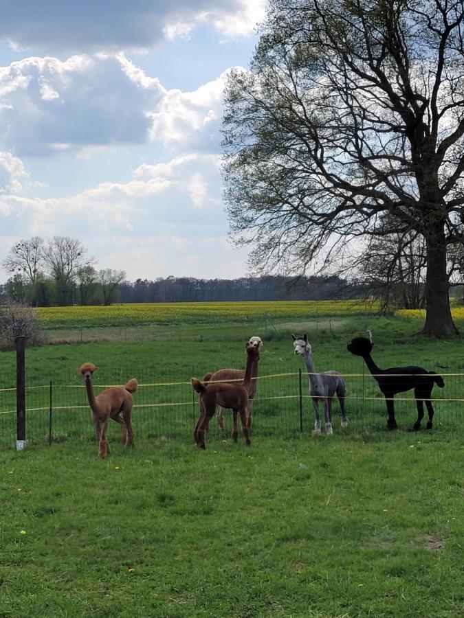 Maerchenhaft Urlauben Auf Dem Alpakahof Apartamento Rambow Exterior foto
