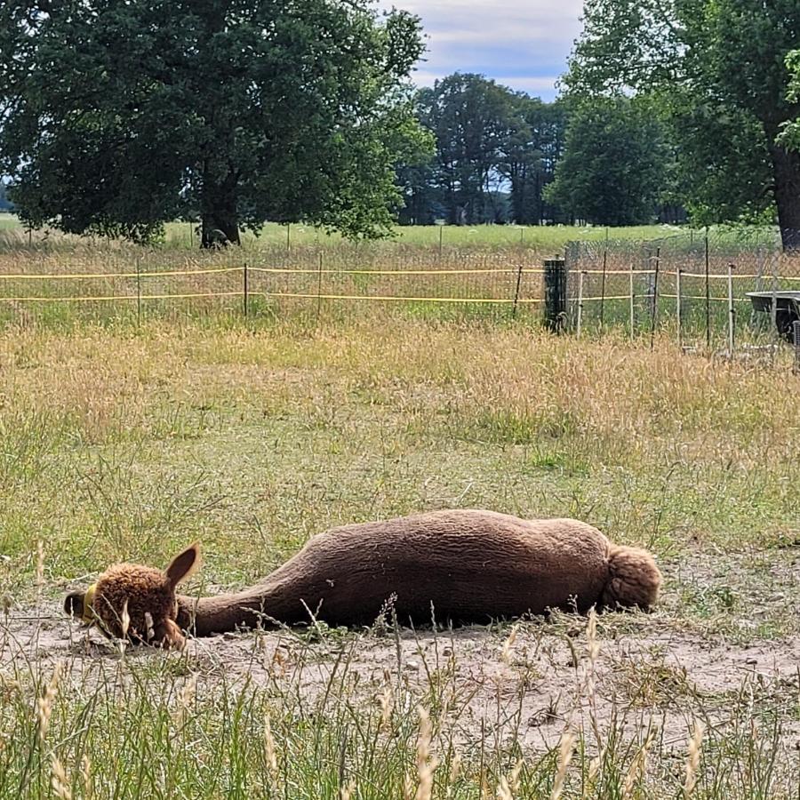 Maerchenhaft Urlauben Auf Dem Alpakahof Apartamento Rambow Exterior foto