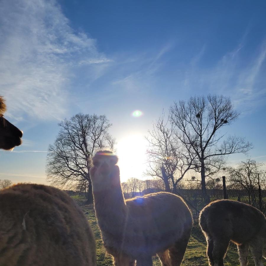 Maerchenhaft Urlauben Auf Dem Alpakahof Apartamento Rambow Exterior foto